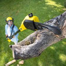 Professional  Tree Services in Whittier, CA