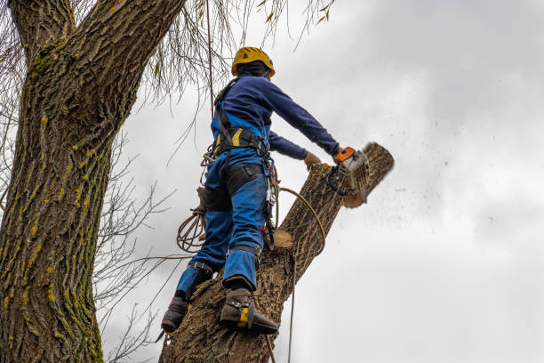 Best Tree Cabling and Bracing  in Whittier, CA