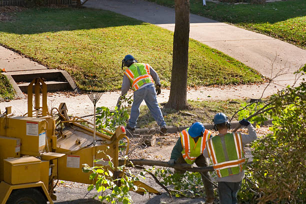 Best Lawn Disease Treatment  in Whittier, CA