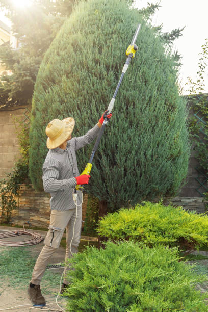 Best Tree Disease Treatment  in Whittier, CA