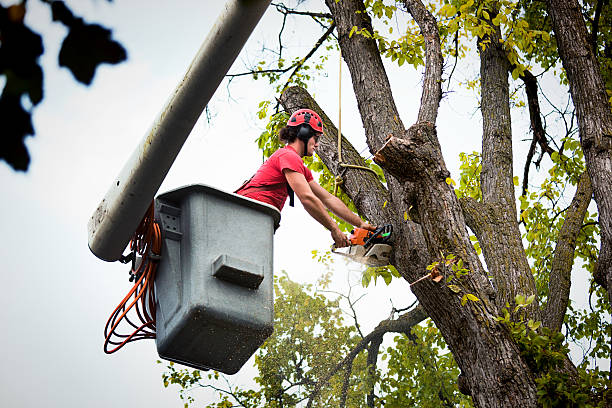 Best Seasonal Cleanup  in Whittier, CA