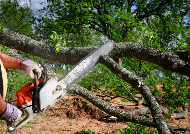 Best Arborist Consultation Services  in Whittier, CA