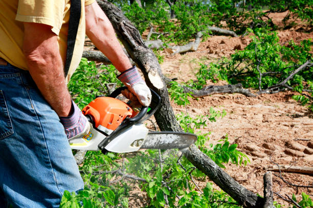 Why Choose Our Tree Removal Services in Whittier, CA?